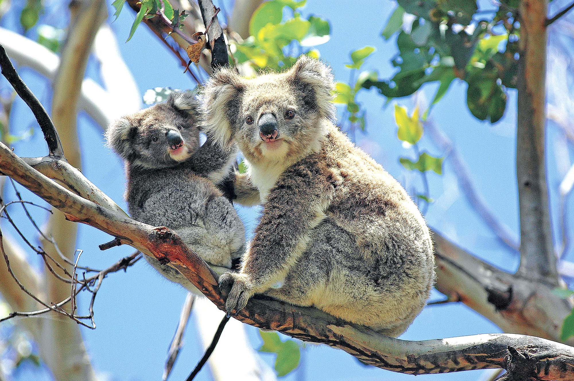 En rundrejse i Australien byder på et rigt dyreliv, som de charmerende koalaer.