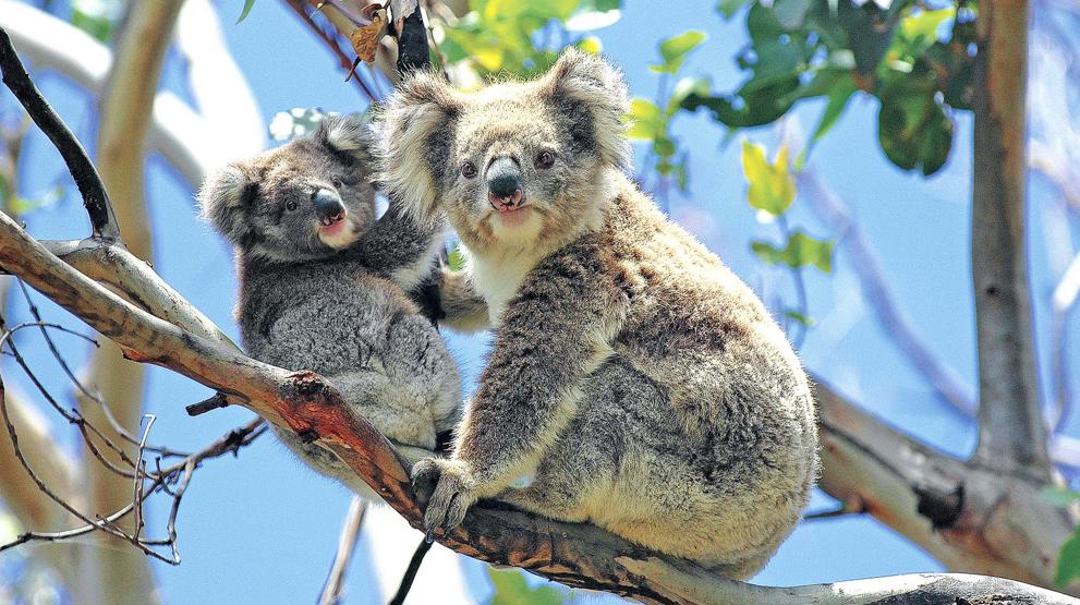 Koalaerne kan opleves tæt på i Australien