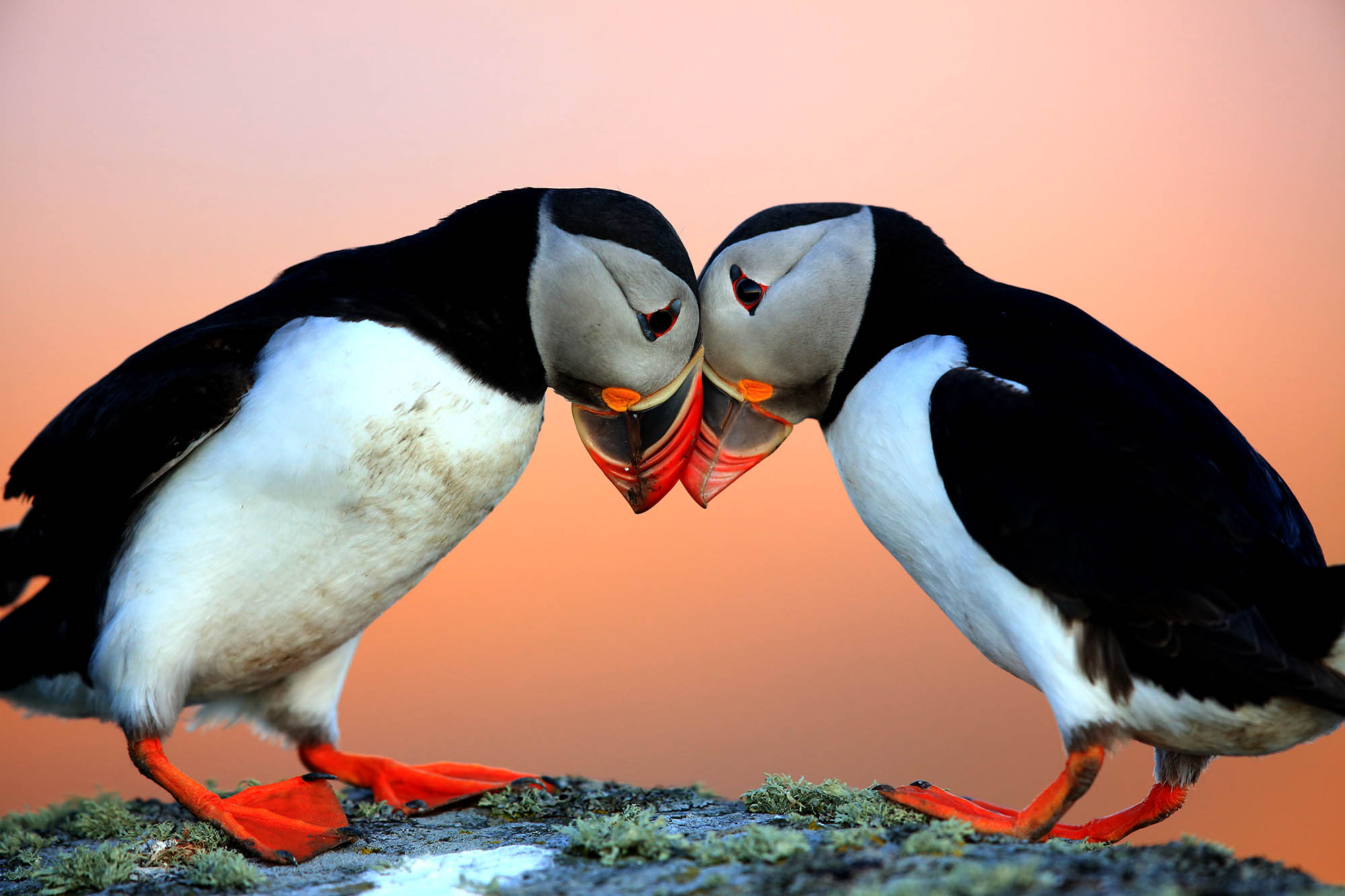 På rejsen til Island kan I se de berømte søpapegøjer