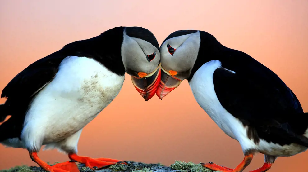 På rejsen til Island kan I se de berømte søpapegøjer