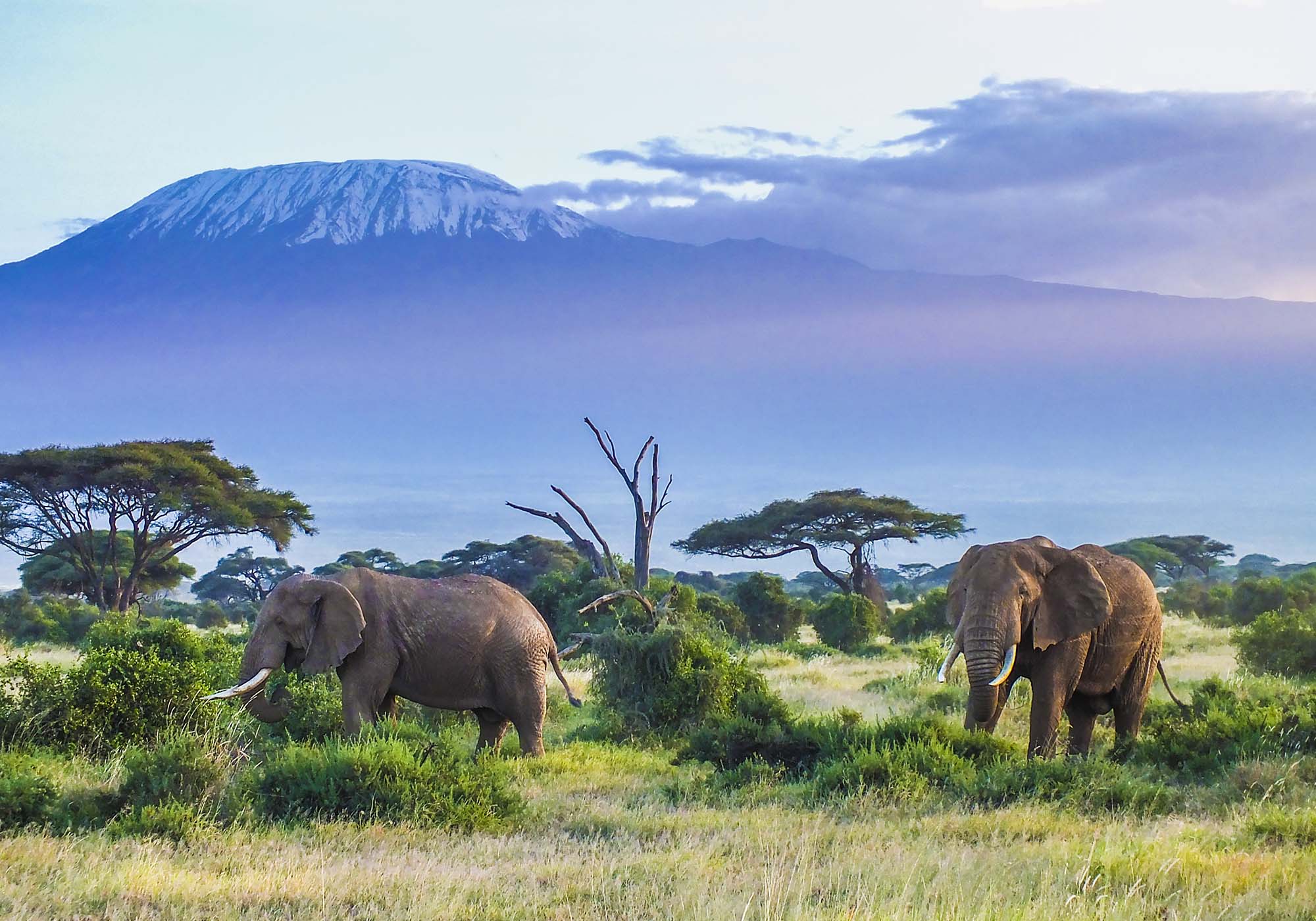 Oplev tre af Kenyas bedste safariparker – her Amboseli