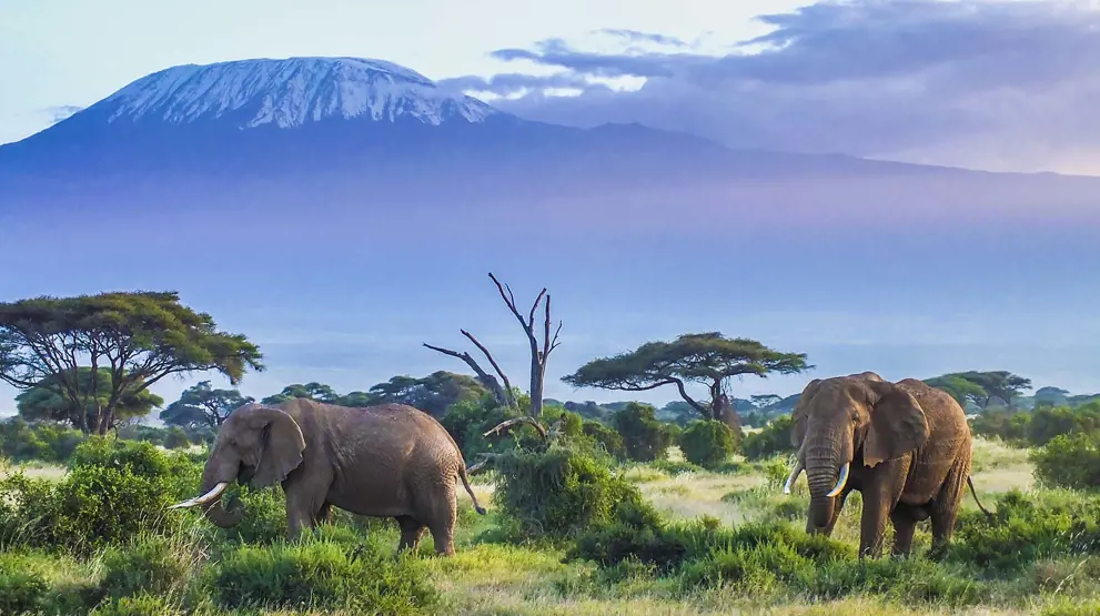 Der findes mange elefanter i Amboseli