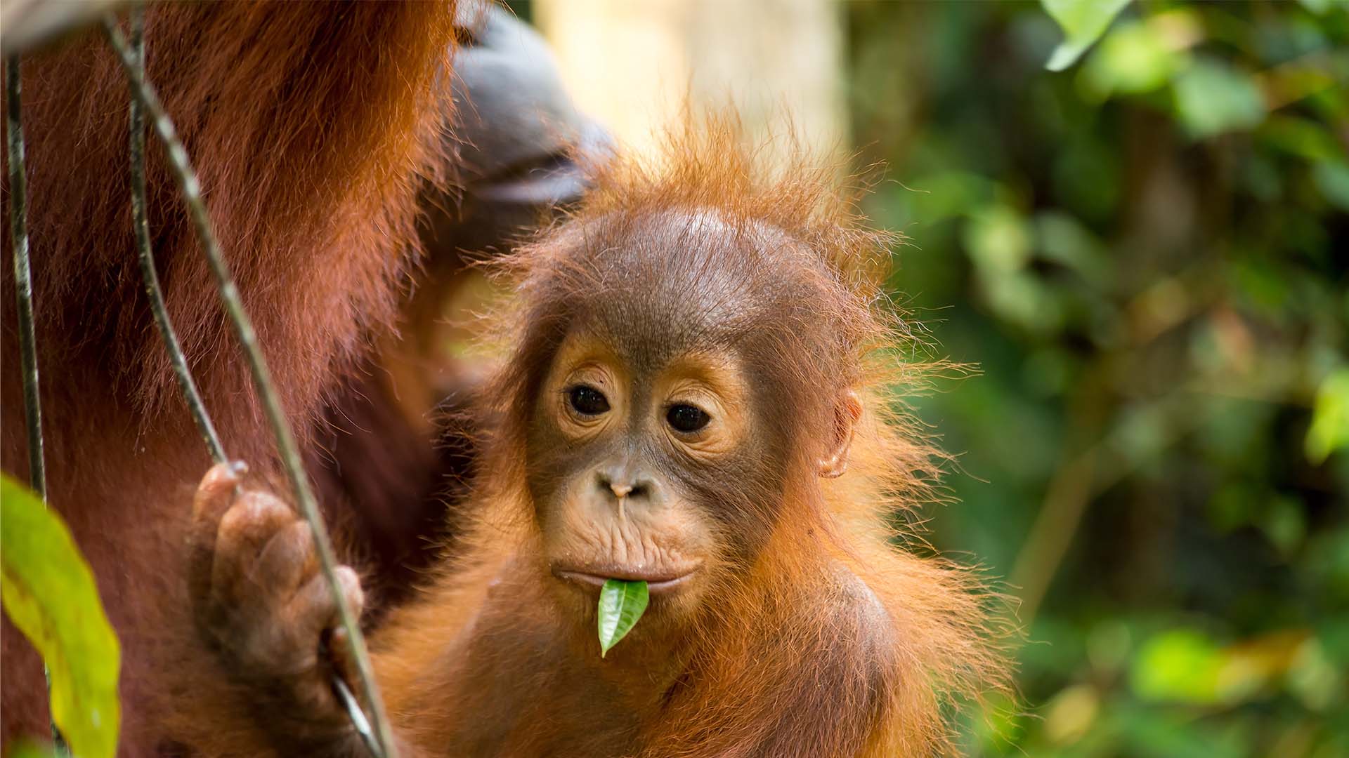 Mød orangutangerne i Sepilok