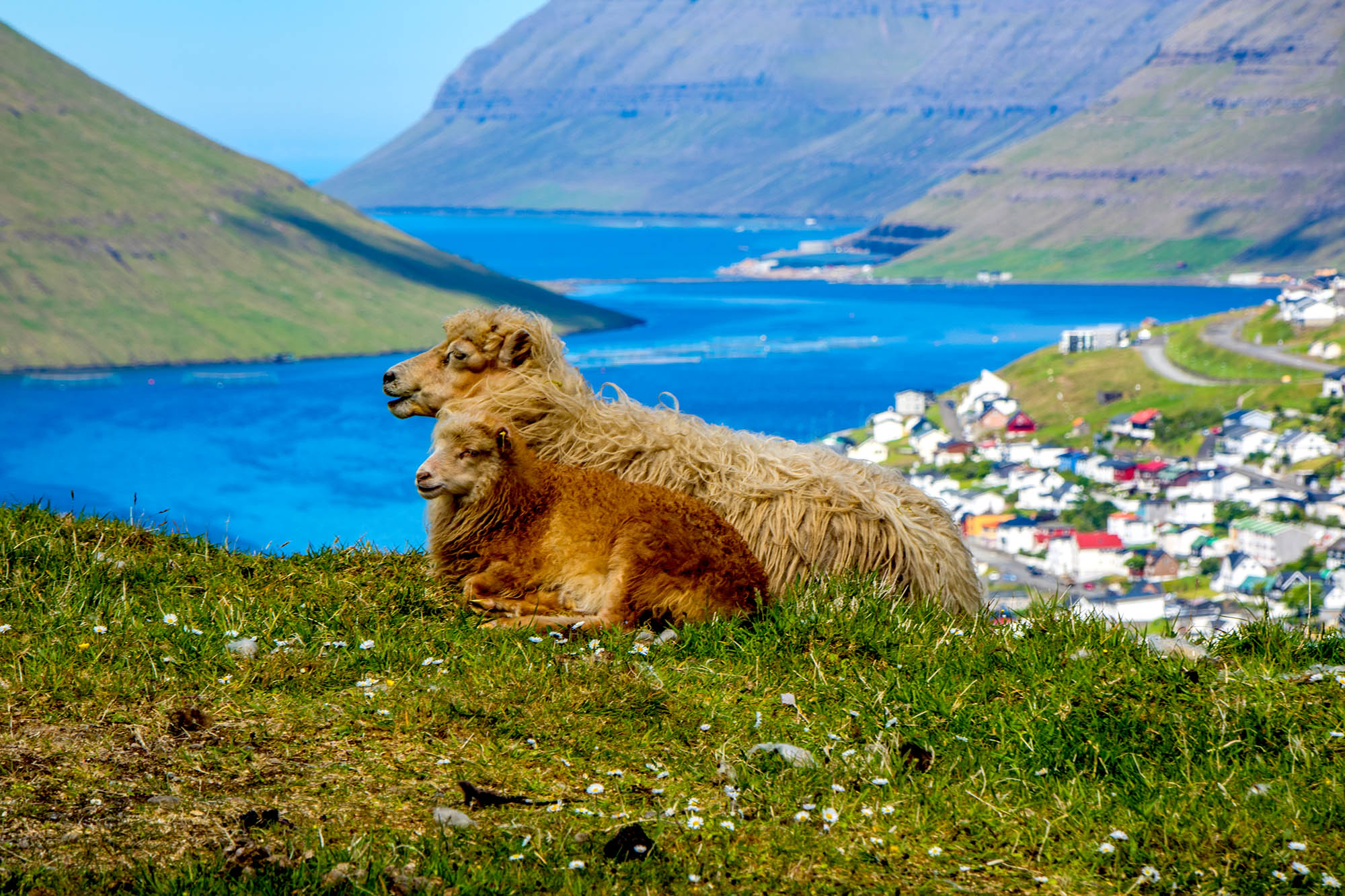 Får i forgrunden og Klaksvík i baggrunden