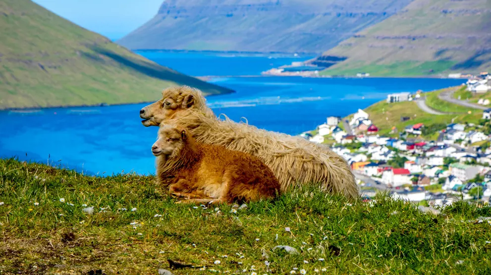 Får i forgrunden og Klaksvík i baggrunden