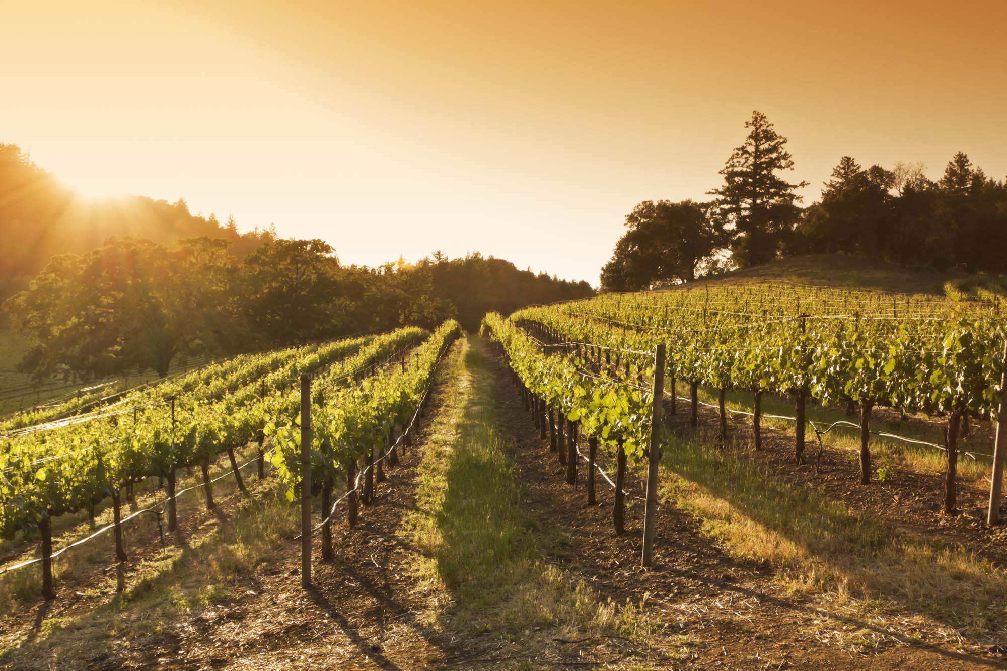 Napa Valley, Californien