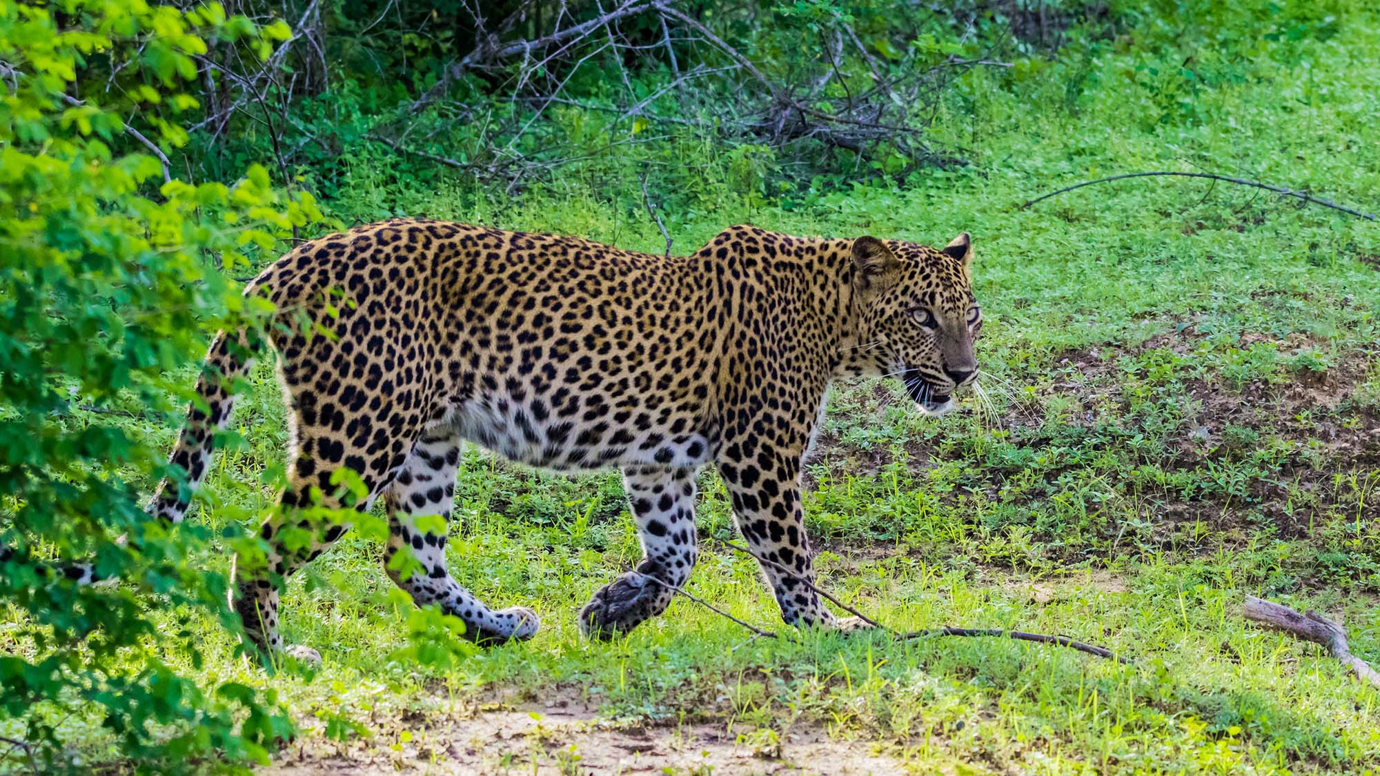 Leopard i Yala National Park