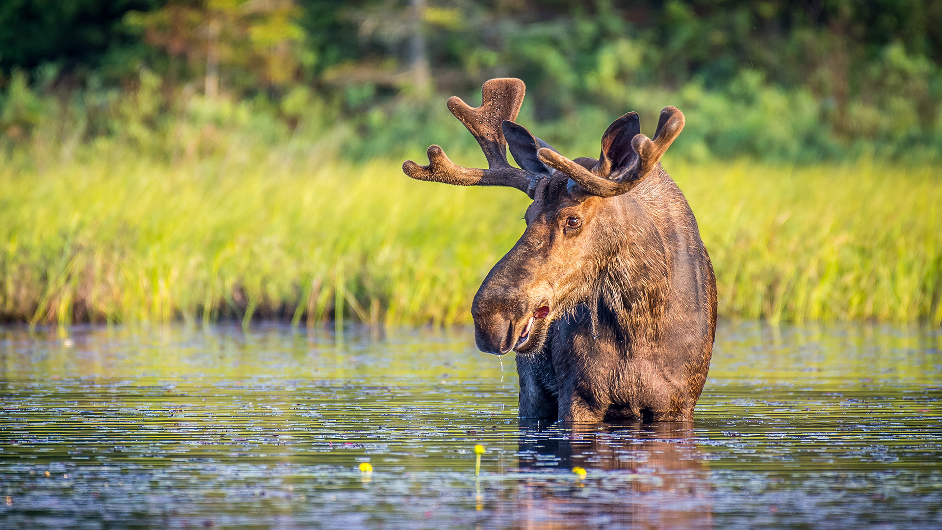 Med rejser til Canada i den østlige del, kan du være heldig at møde en elg.