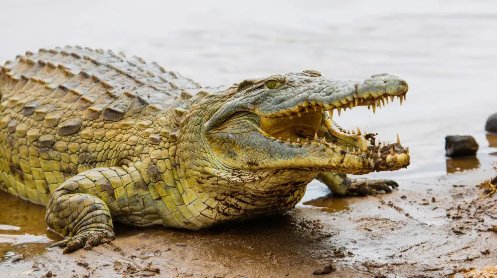 Krokodille i Tsavo