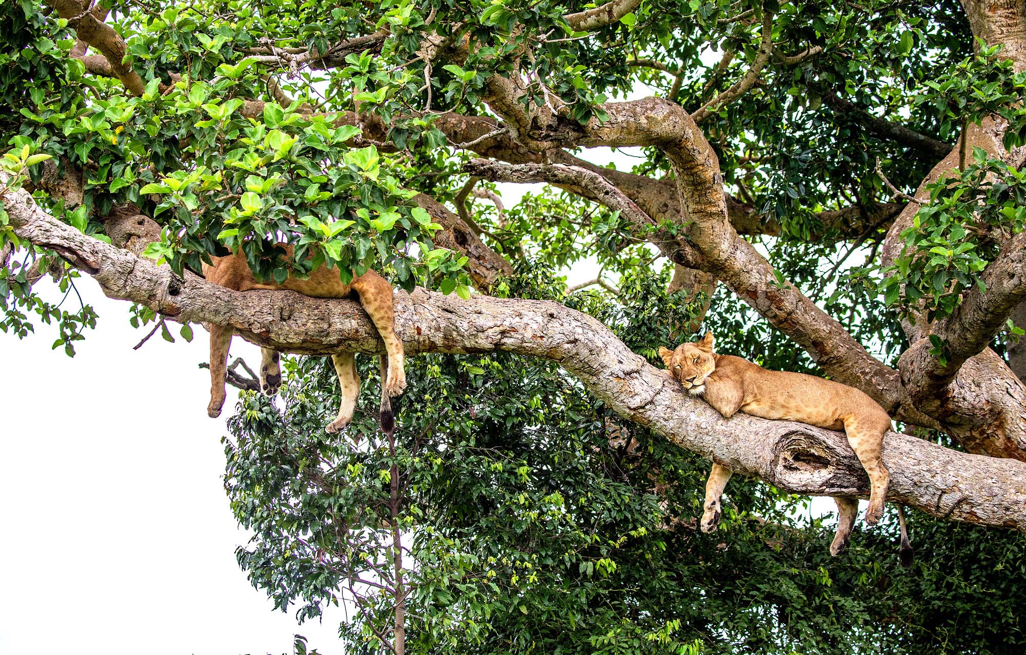 Se de træklatrende løver i Queen Elizabeth National Park.