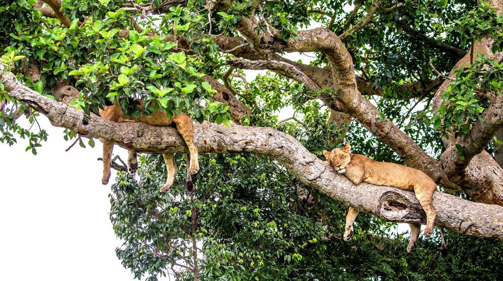 Løver slænger sig i træerne på safari i Uganda