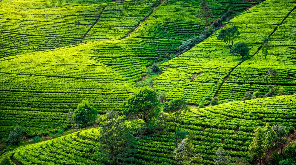 Se de mange smukke teplantager på din rejse til Sri Lanka