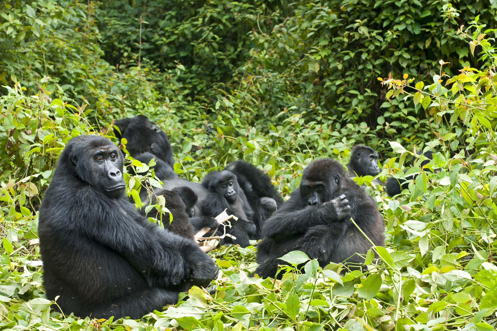 Gorillafamilie i junglen