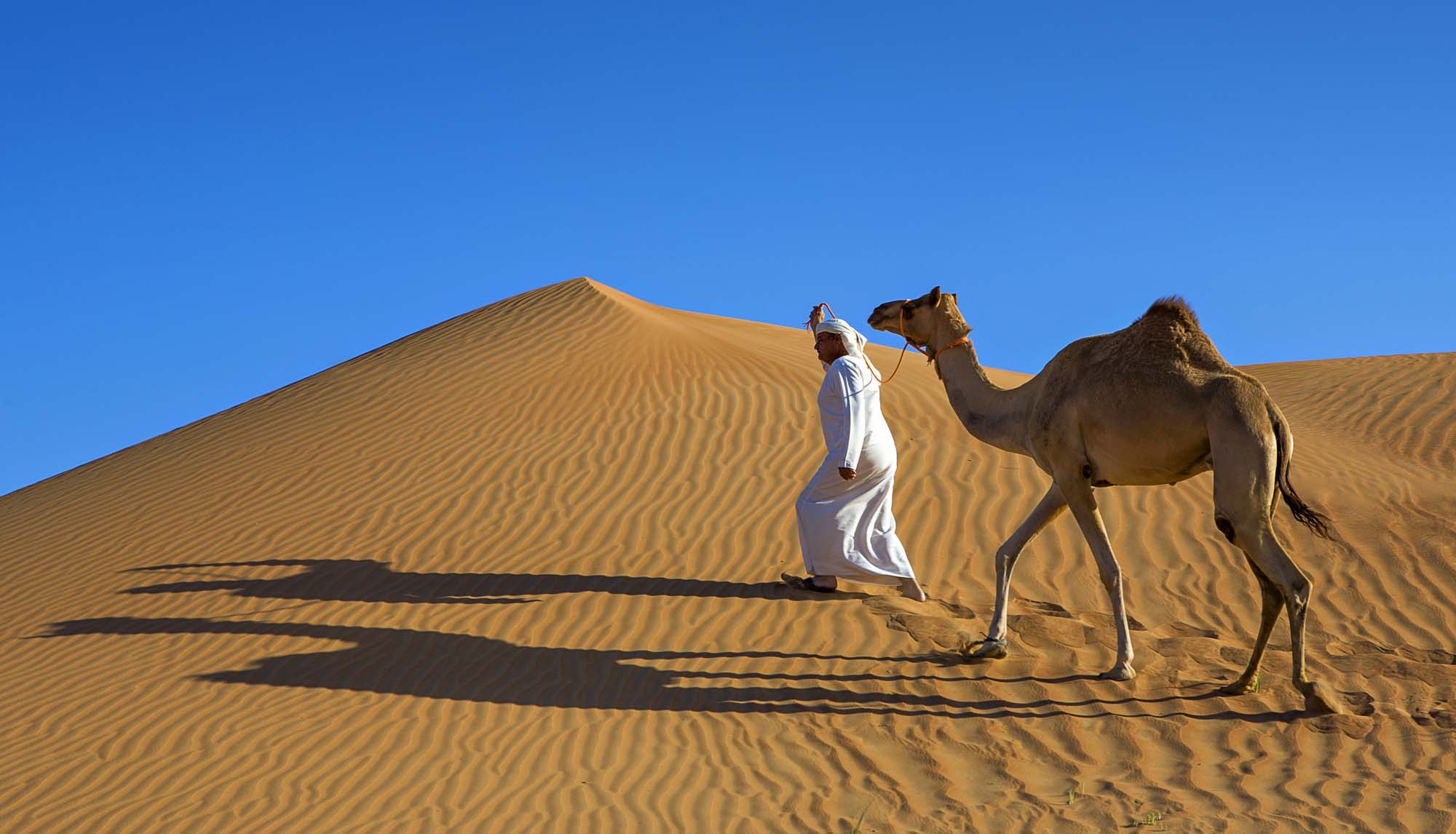 Дюна интересные факты. ОАЭ Верблюды. Верблюды Сауд Аравия. Саудовская Аравия Верблюды. Дубай пустыня Верблюды.