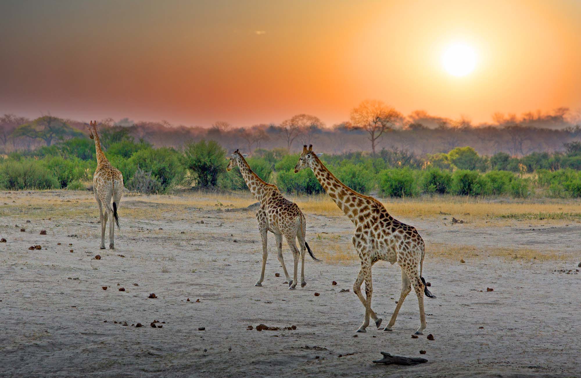 Glæd jer til at udforske Hwange, Zimbabwes største nationalpark