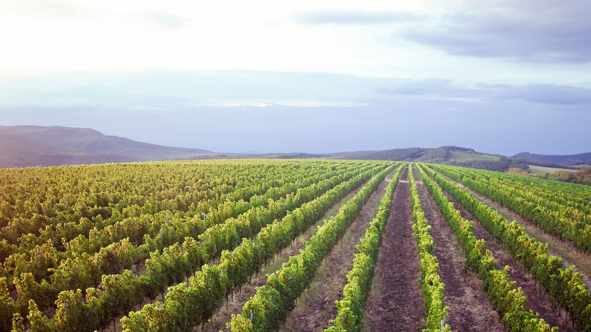 268-excalibur-hungary-budapest-wine-tasting-eger