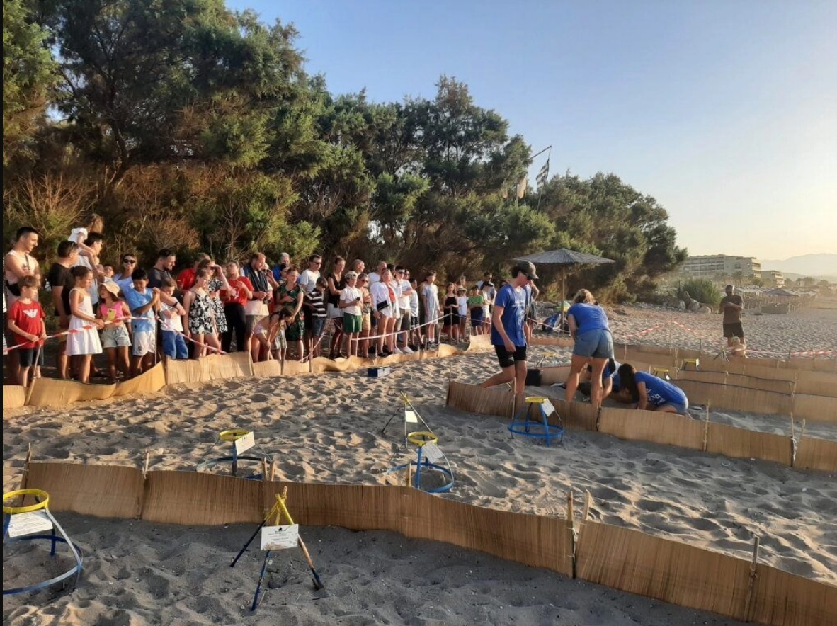 1638-1639-hellas-vacances-athens-havskildpadde_center