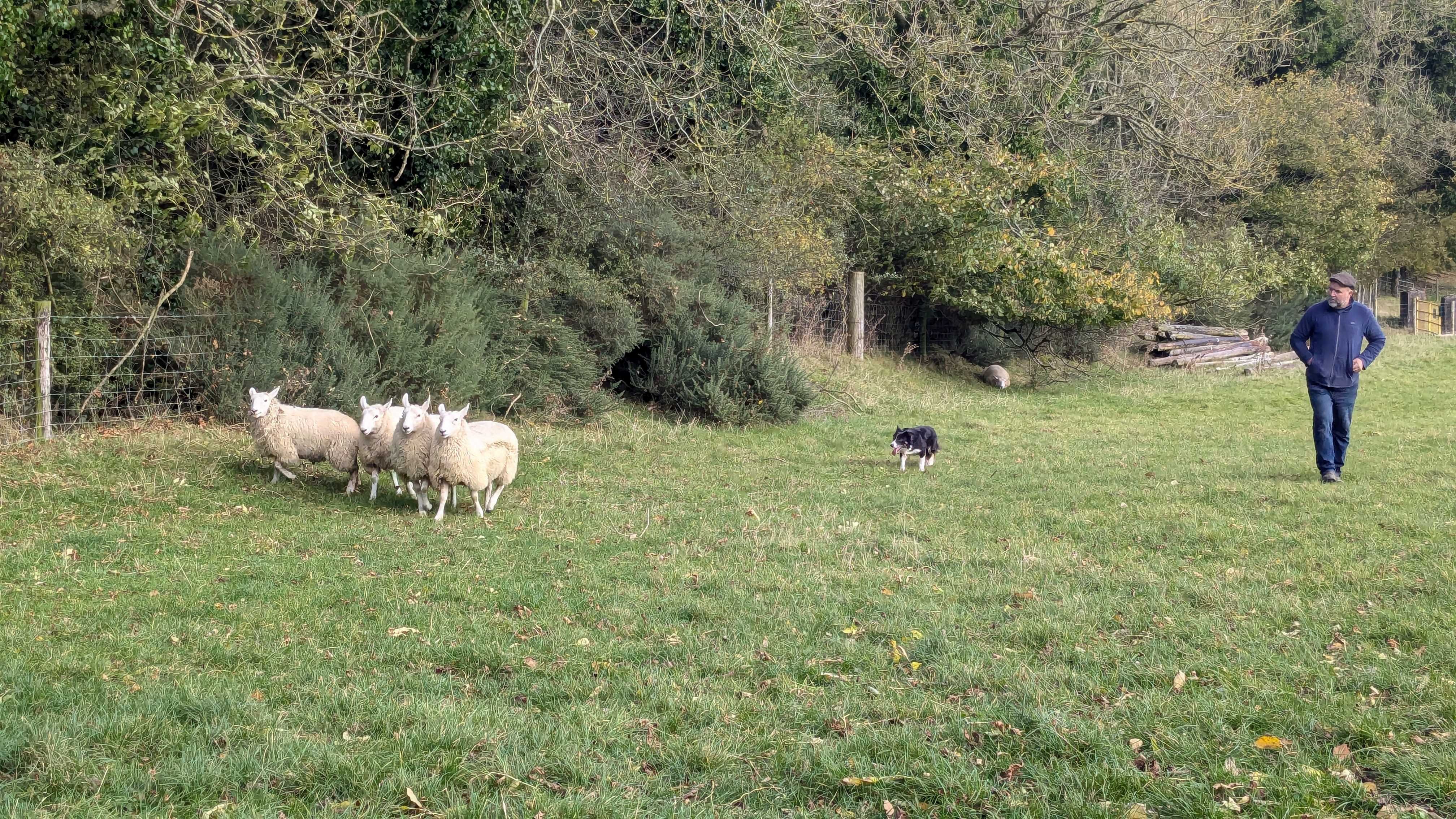 1817-celtic-live-sheepdog-demo-pxl_20241024_105750950.mp_uploadedtobynder
