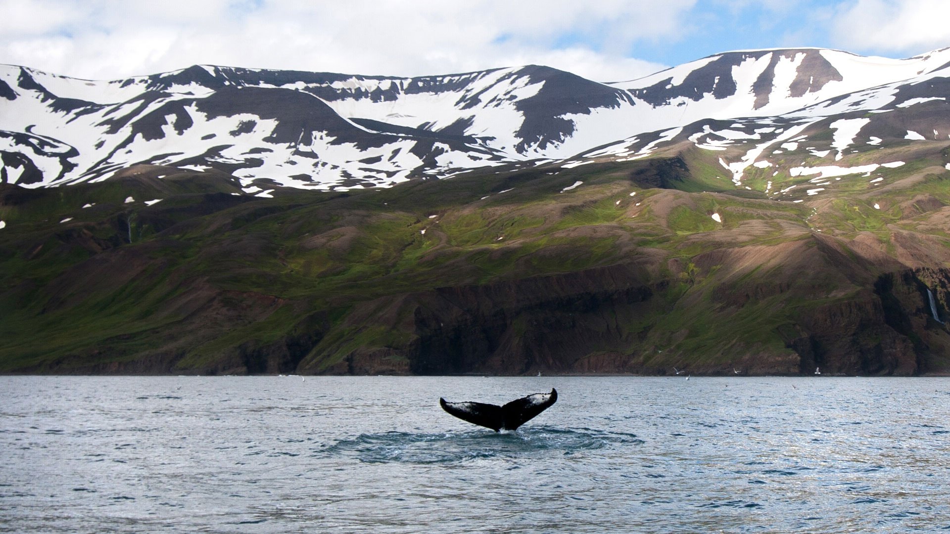 reykjavik-whale-safari