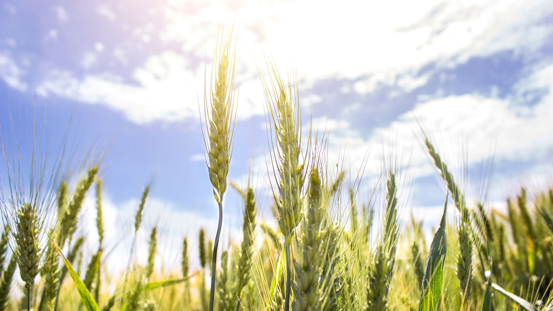 328-raffinesse-travel-istanbul-agricultural-visit