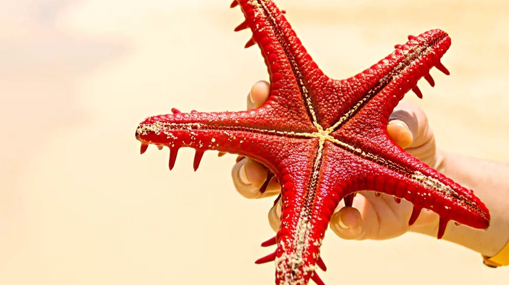 Søstjerne på de smukke strande i Det Indiske Ocean