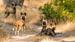 Afrikanske vildhunde - Safari i Moremi