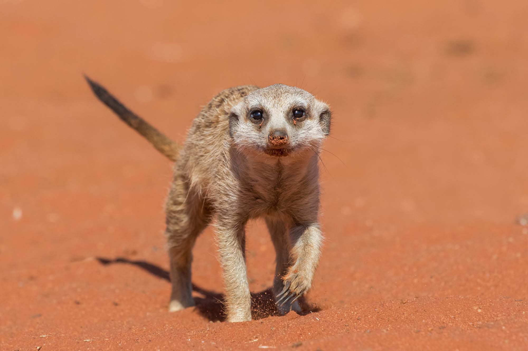 africa-botswana-kalahari-desert-Meerkat-shutterstock_522585826