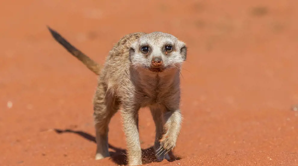 Surikat i Kalahari-ørkenen