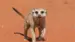 africa-botswana-kalahari-desert-Meerkat-shutterstock_522585826