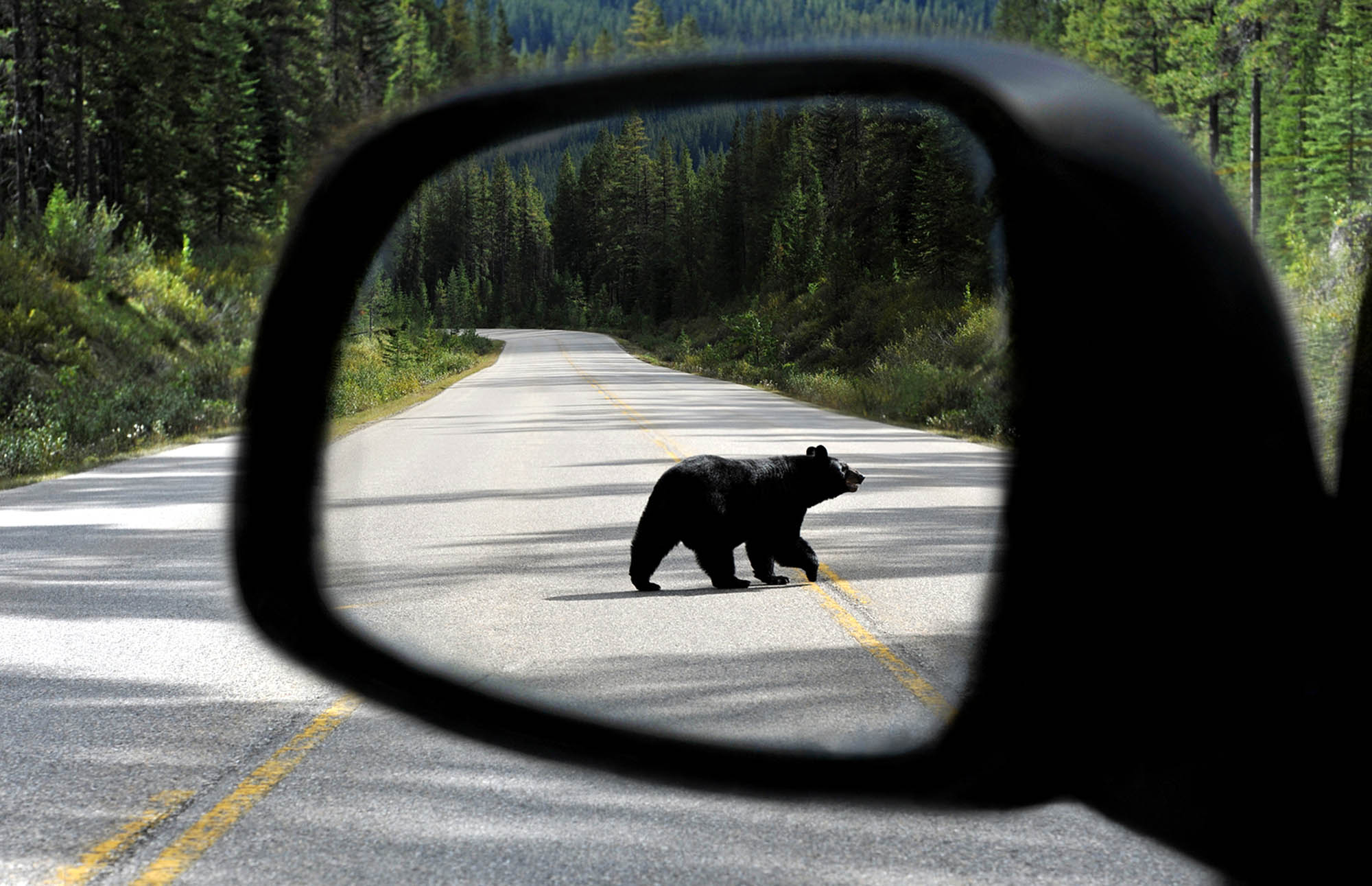 Grizzlybjørnen er et af mange dyr, du kan møde på kør selv ferie i Canada.