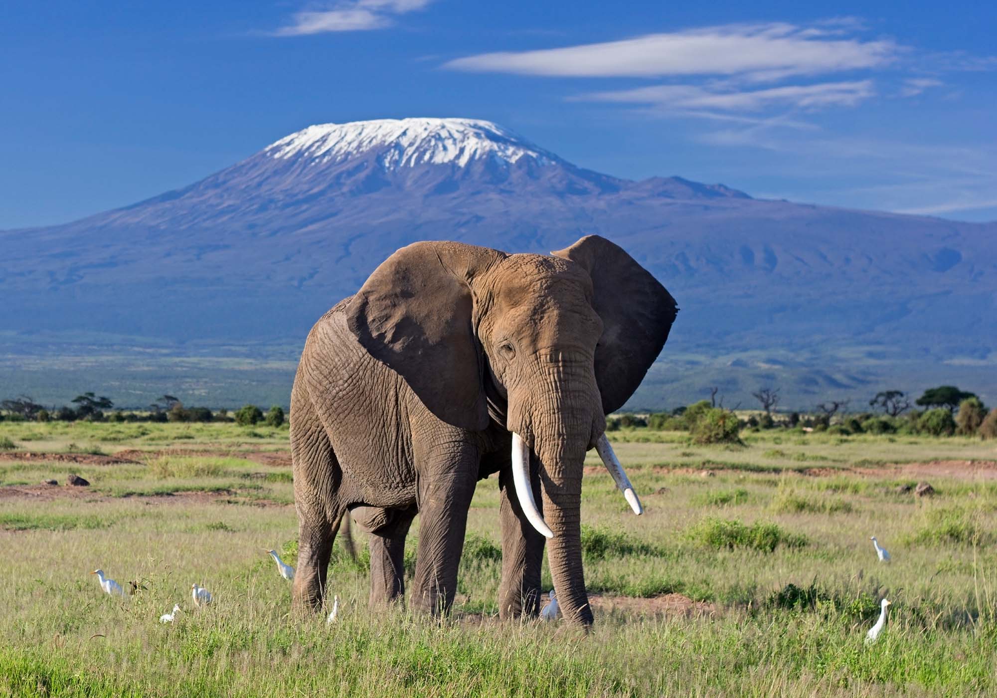 Kom på naturskøn safari i Amboseli med Kilimanjaro i baggrunden