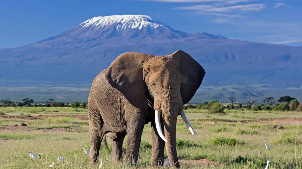 Kom på naturskøn safari i Amboseli med Kilimanjaro i baggrunden