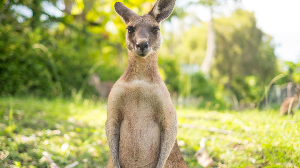 Kænguruen er for mange et symbol på Australien