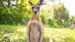 Tag på en utrolig rejse til kænguruernes hjemland