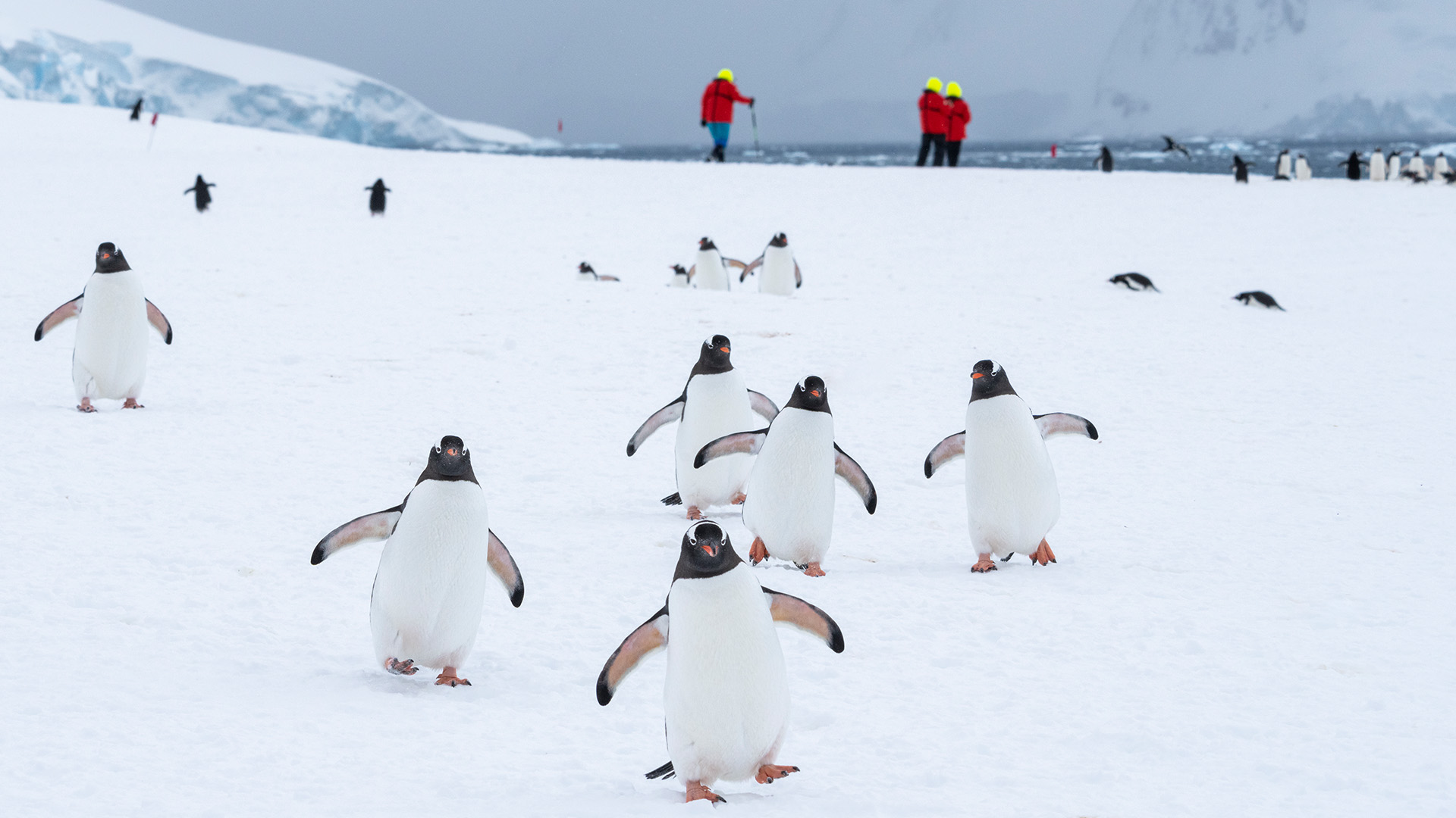I får mulighed for at komme tæt på pingvinerne i Antarktis