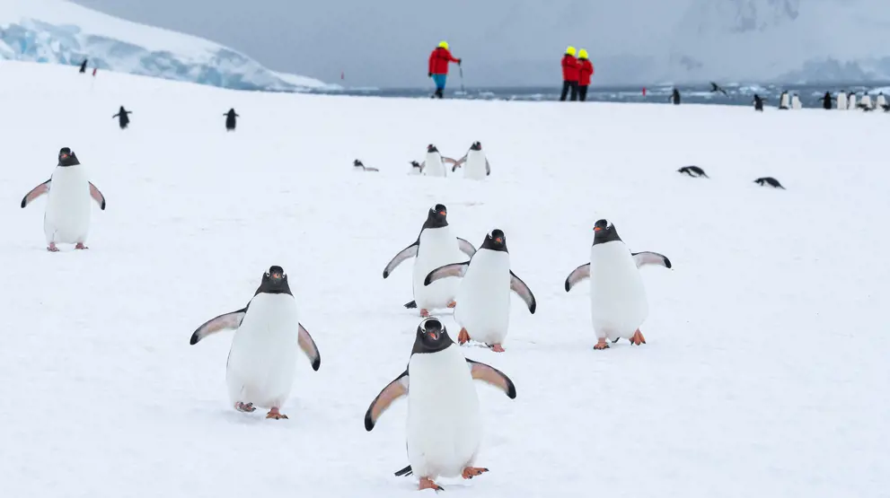 I får mulighed for at komme tæt på pingvinerne i Antarktis