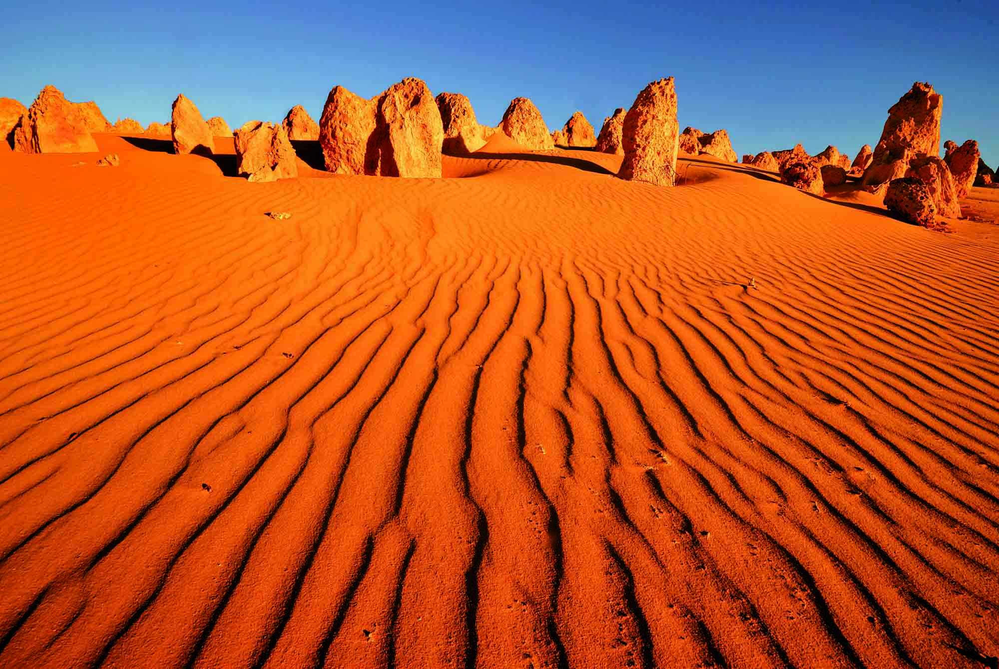 Oplev ørkenlandskab og kalkstenssøjler i The Pinnacles på din Western Australia-rejse.