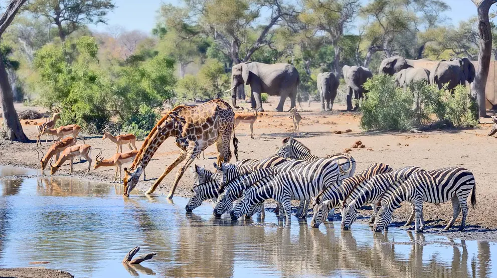 Se den varierede og vilde natur på et Afrika-krydstogt
