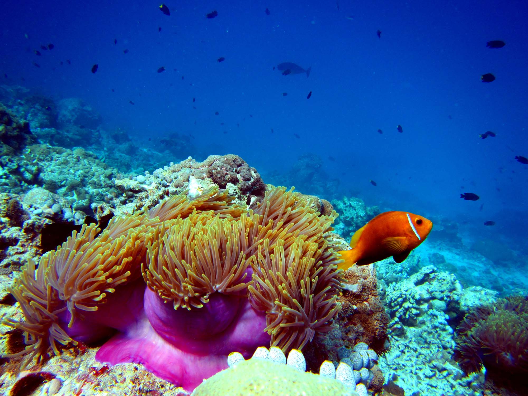 Se de farverige fisk ved Great Barrier Reef