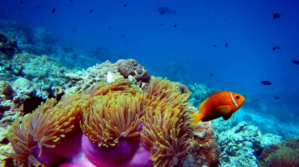 Se de farverige fisk ved Great Barrier Reef