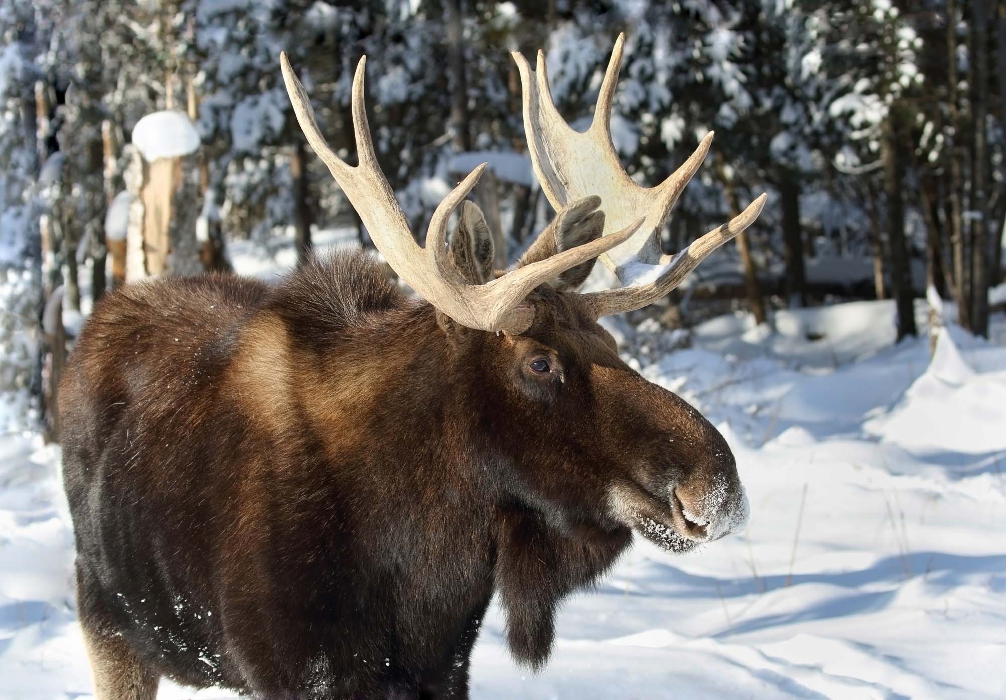 Se de smukke elsdyr på din Canada-rundrejse.