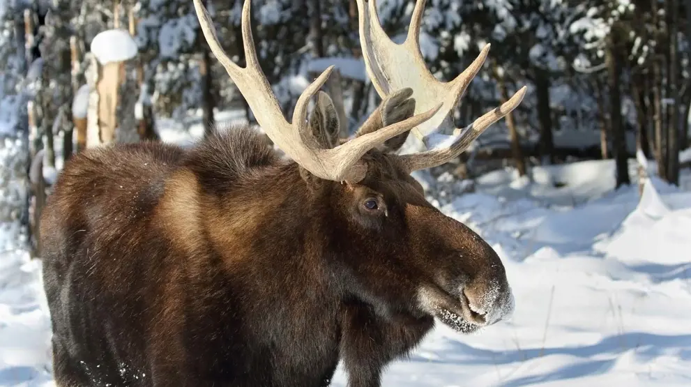 Se de smukke elsdyr på din Canada-rundrejse.