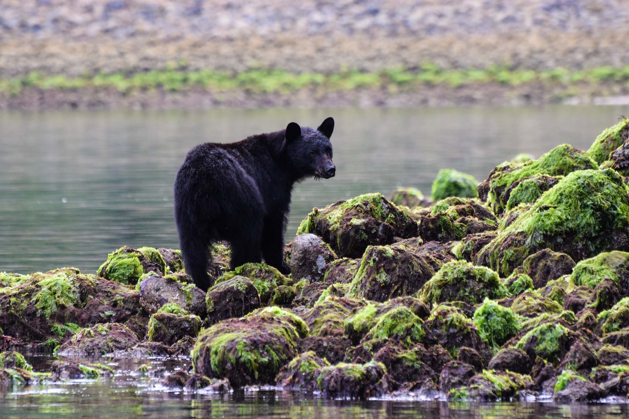 canada-vancouver-island-tofino-black-bear-shutterstock_498142798
