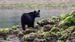 Det er muligt at se bjørne ved Tofino, Vancouver Island