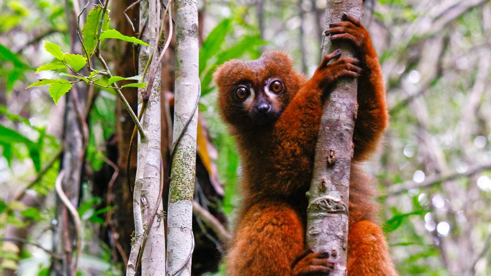Den rødmalede lemur i Ranomafana National Park