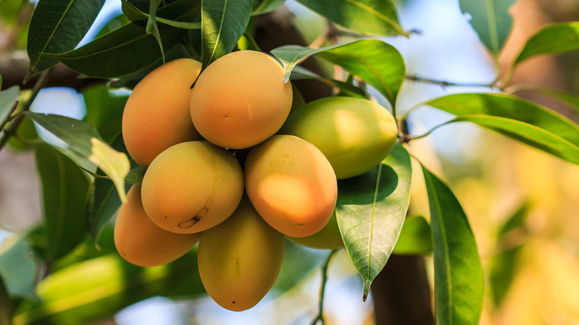 Den Dominikanske Republik bugner af saftige, solmodne mangoer, som er blandt de bedste i Caribien