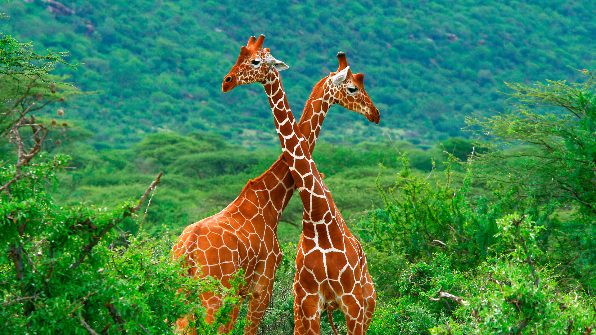 Kenya Samburu National Park Giraffe Shutterstock 33846400