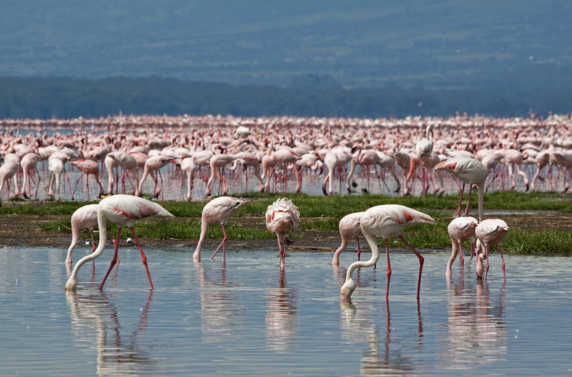 Lyserøde flamingoer flokkes i massevis om søerne i Lake Nakuru og Lake Naivasha.