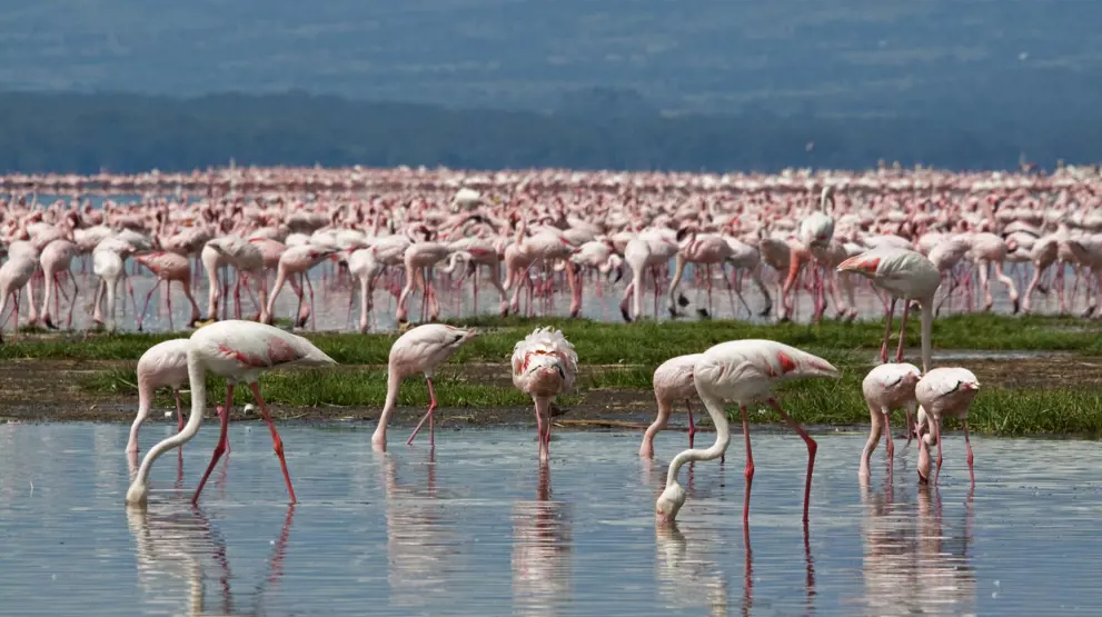 Lyserøde flamingoer flokkes i massevis om søerne i Lake Nakuru og Lake Naivasha.