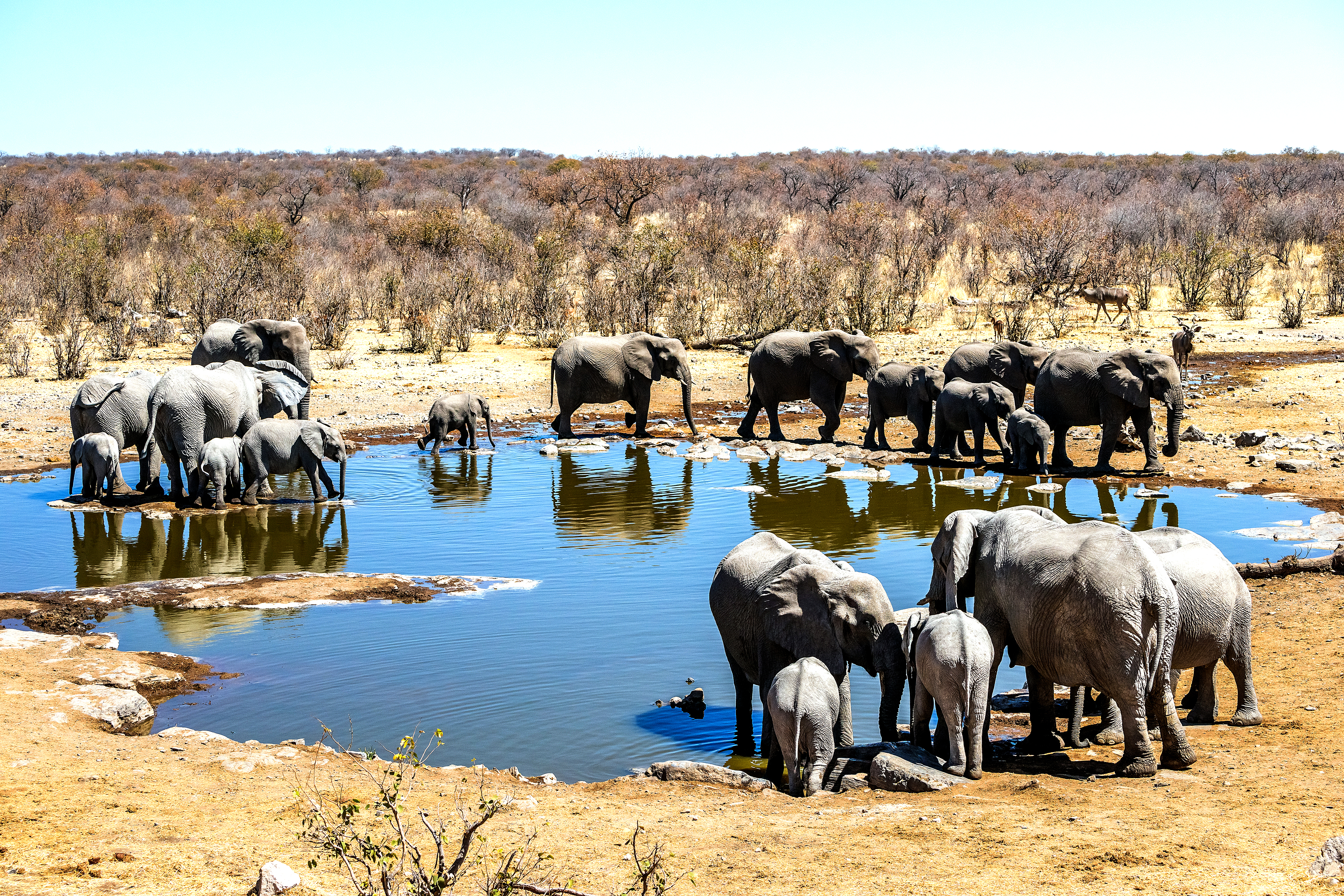 Et af vandhullerne i Etosha National Park